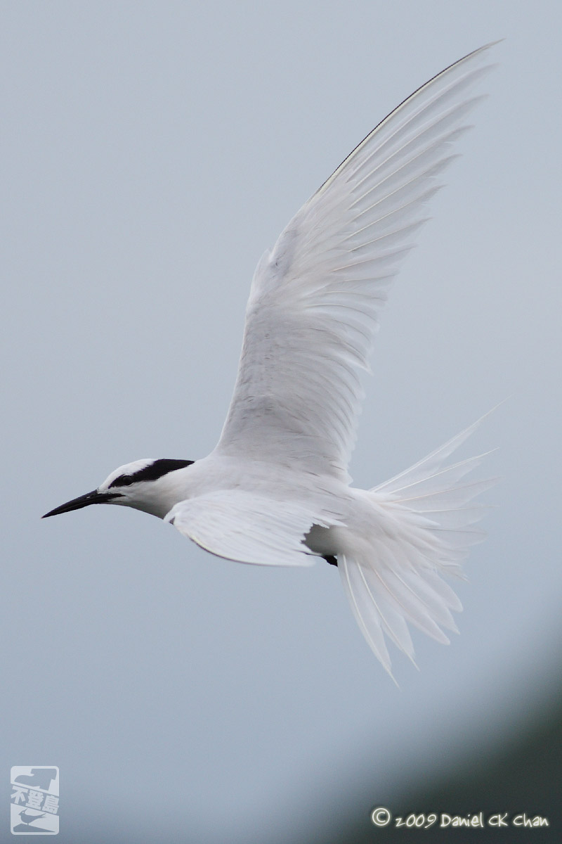 birds2009067_DCKC2127_1200.jpg