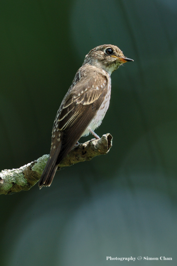 Dark-sided Flycatcher_1.jpg