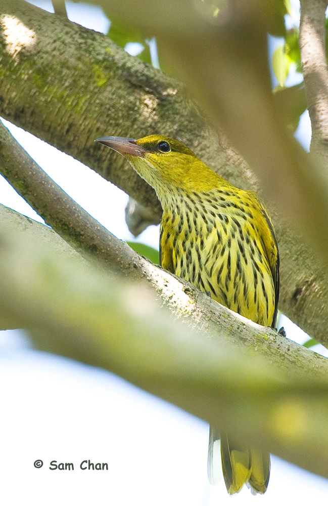 Black-naped Oriole 黑枕黃鸝 DSC_0582s.jpg