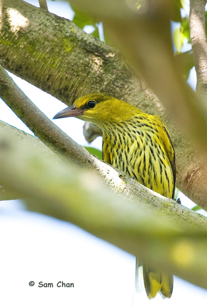 Black-naped Oriole 黑枕黃鸝 DSC_0577s.jpg