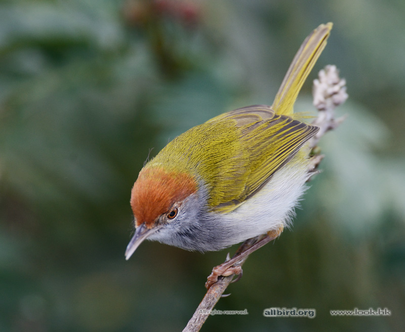 长尾缝叶莺 common tailorbird